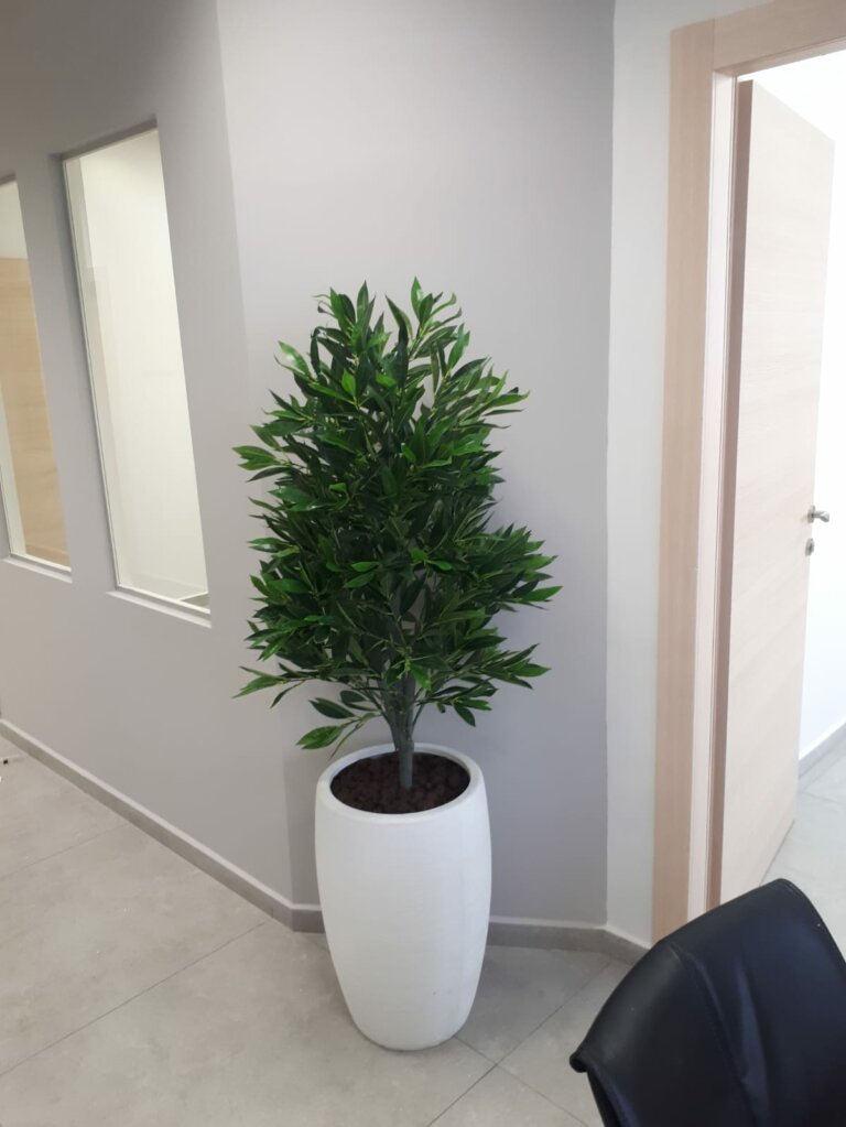 עץ דפנה פרמידה 130 ס״מ